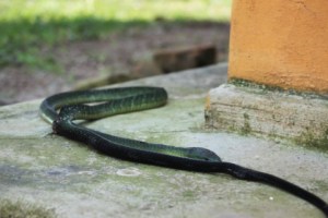 Voici la bête, que j'ai photographiée en toute sécurité, après sa mort.
